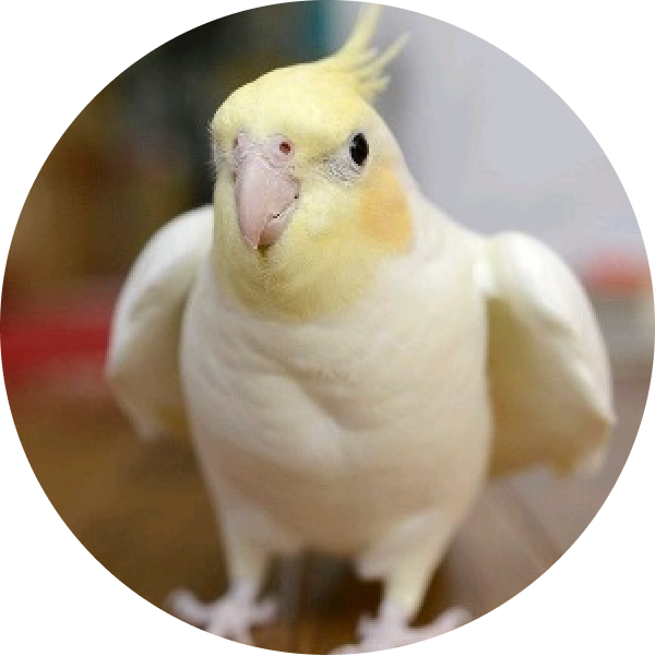 オカメ